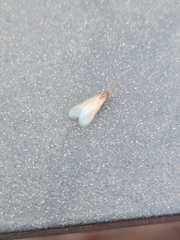 Formicinae