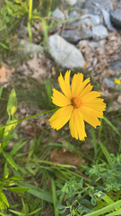 Coreopsis lanceolata