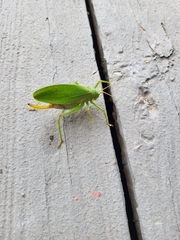 Pterophylla camellifolia