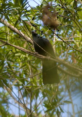 Ducula goliath