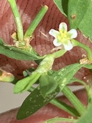 Polygonum aviculare