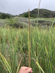 Typha domingensis