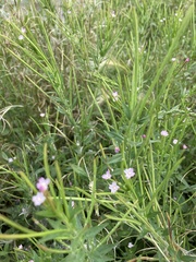 Epilobium ciliatum