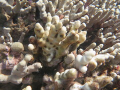 Porites compressa