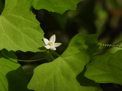 Zehneria japonica