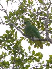 Drepanoptila holosericea