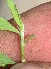 Polygonum aviculare