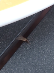Formicinae
