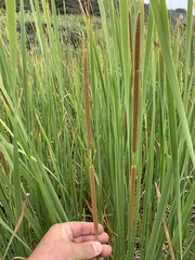Typha domingensis