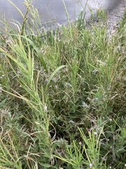 Epilobium ciliatum