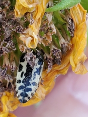 Acmaeodera scalaris