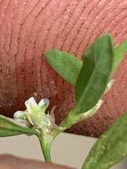 Polygonum aviculare