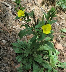 Oenothera elata