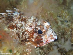 Scorpaena notata