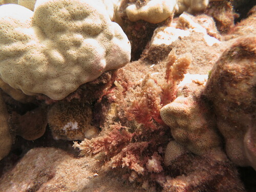 Asparagopsis taxiformis observed 2022-08-18