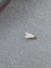 Formicinae