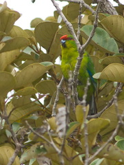 Eunymphicus cornutus