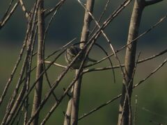 Ammodramus humeralis