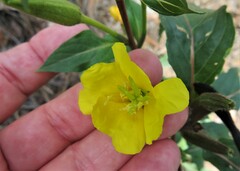 Oenothera elata