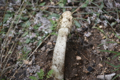 Phallus hadriani