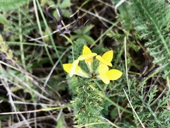 Lotus corniculatus