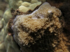 Montipora patula