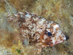 Scorpaena notata