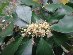 Ilex uraiensis
