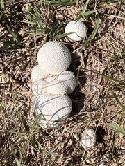 Lycoperdon perlatum