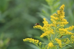 Eristalis transversa