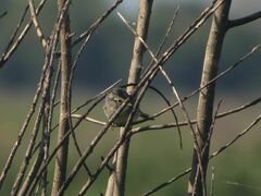 Ammodramus humeralis