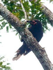 Gymnomyza aubryana