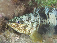 Serranus papilionaceus