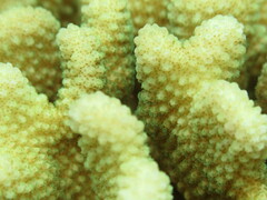 Pocillopora