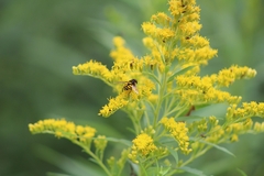 Eristalis transversa