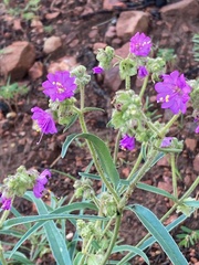 Mirabilis nyctaginea