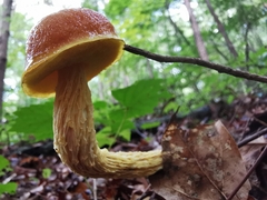 Aureoboletus betula