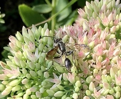 Isodontia
