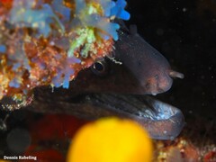 Muraena helena