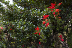 Castilleja integrifolia