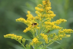 Eristalis transversa