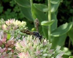 Isodontia