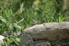 Setophaga nigrescens