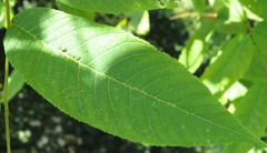 Juglans nigra