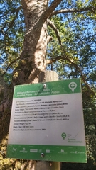 Platanus × hispanica