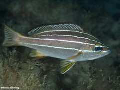 Parapristipoma octolineatum