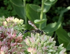 Isodontia