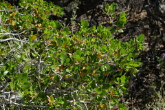 Quercus cornelius-mulleri