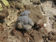 Porites