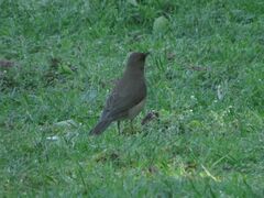Turdus amaurochalinus